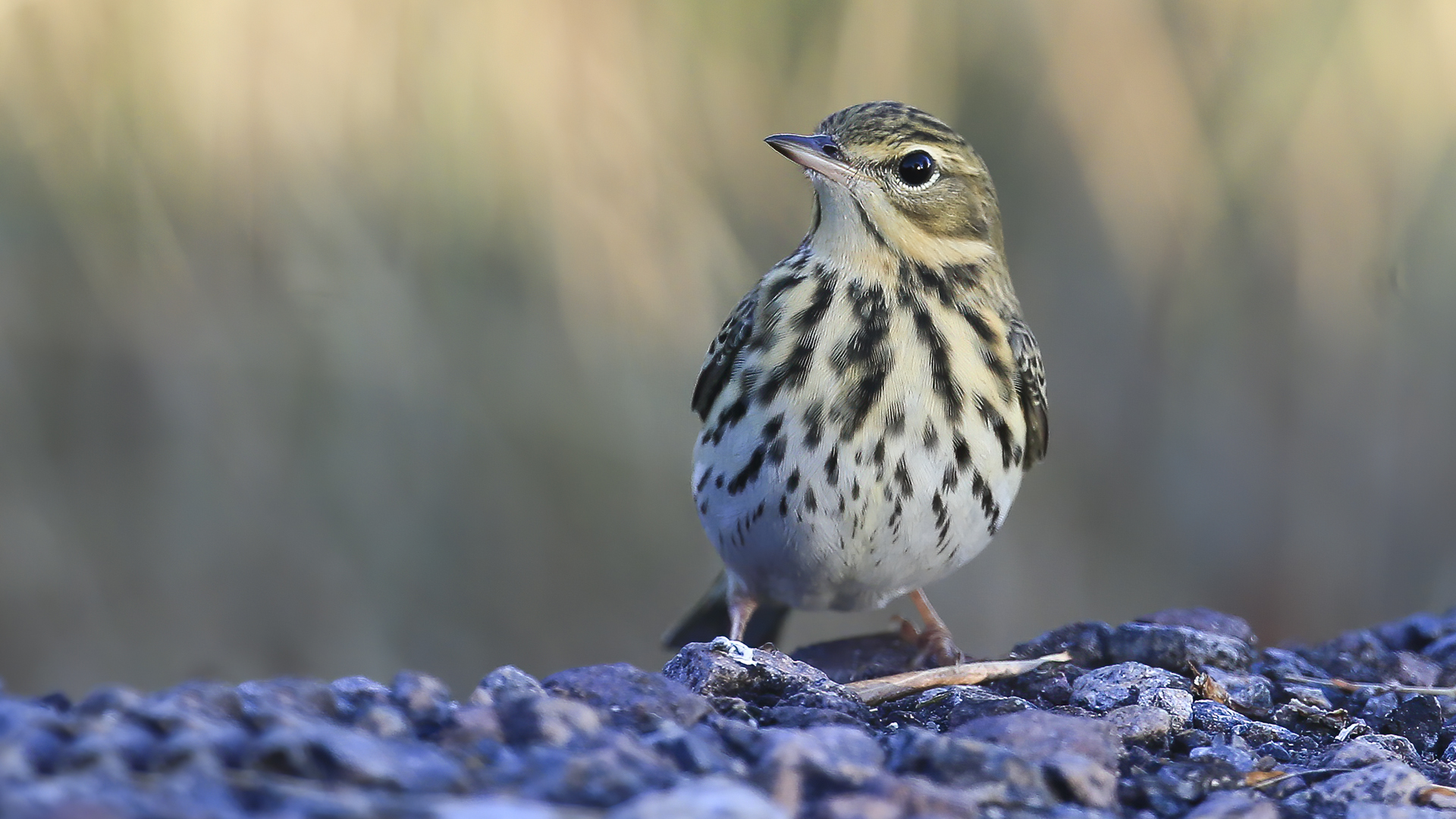 Tree Pipit